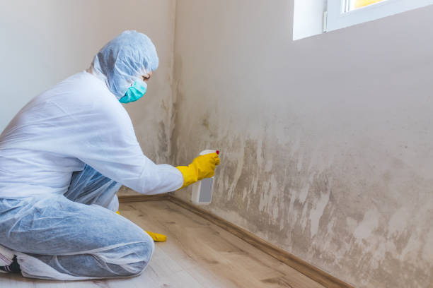 Office Mold Removal Services in Buchanan, VA