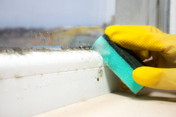 Professional Mold Removal in Buchanan, VA