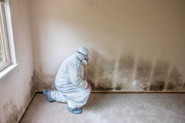 Best Home Mold Removal  in Buchanan, VA