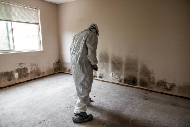 Best Fast Mold Removal  in Buchanan, VA