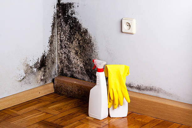 Best Attic Mold Removal  in Buchanan, VA
