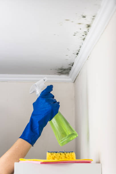 Best Local Mold Removal Service  in Buchanan, VA