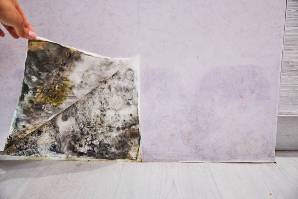 Best Affordable Mold Removal  in Buchanan, VA